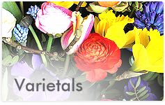 Flowers by Datie - Varietals
